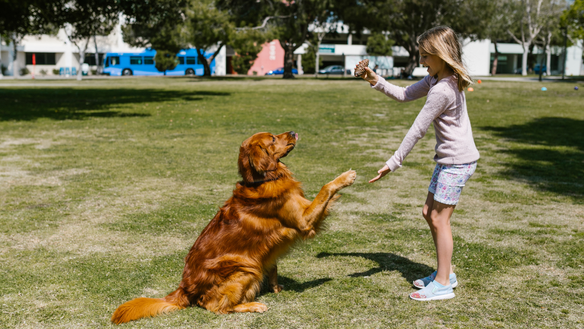 Arthrose beim Hund: Symptome, Ursachen & was hilft
