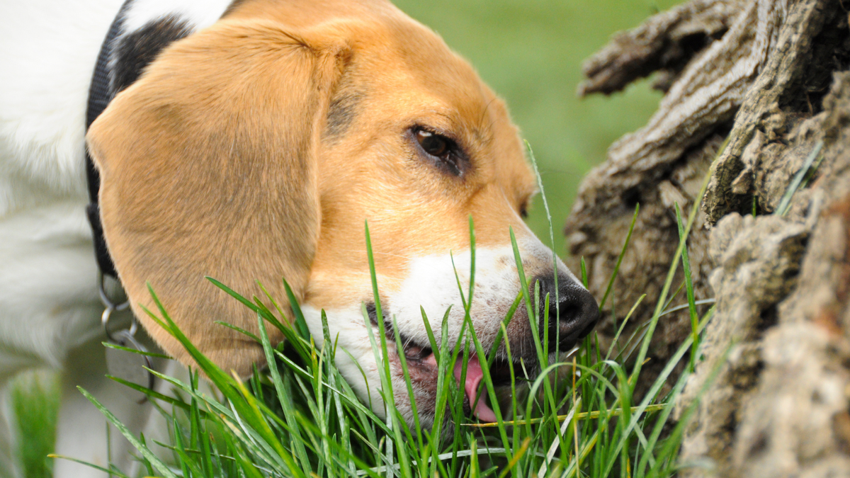 Hund frisst Gras: Was steckt dahinter und wann solltest du genauer hinschauen?