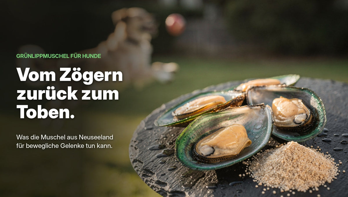 doggylove_gruenlippmuschel_header_V3_zoegern-toben
