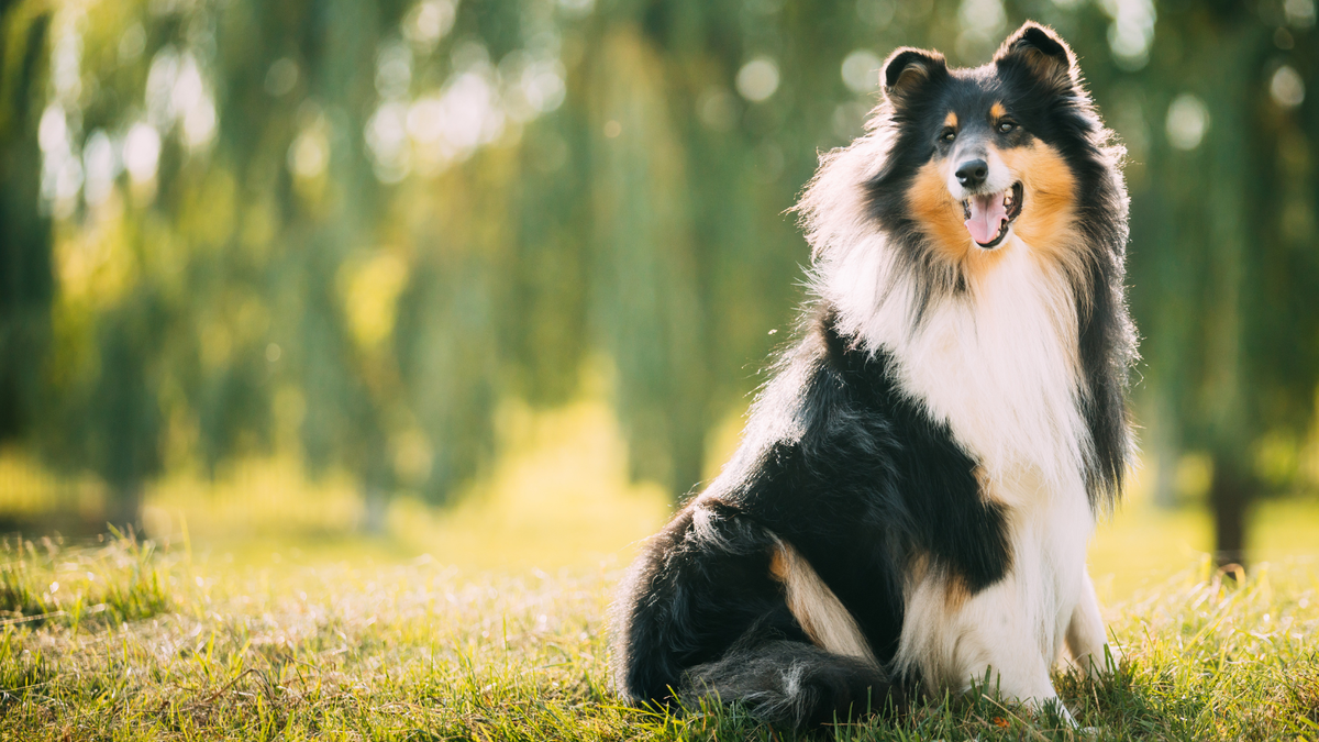 Biotin für Hunde: Vitamin B7 für Haut & Fell