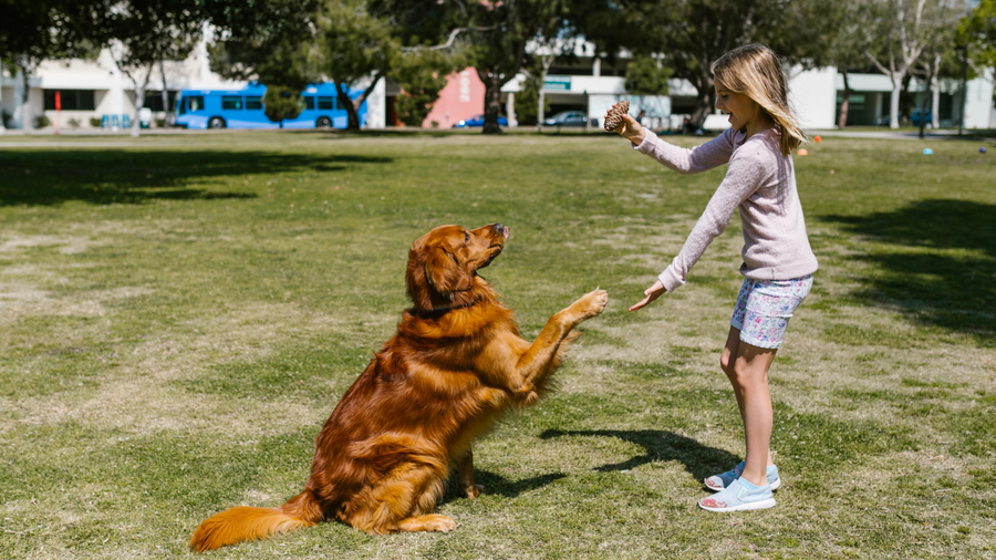 Arthrose beim Hund: erste Anzeichen erkennen