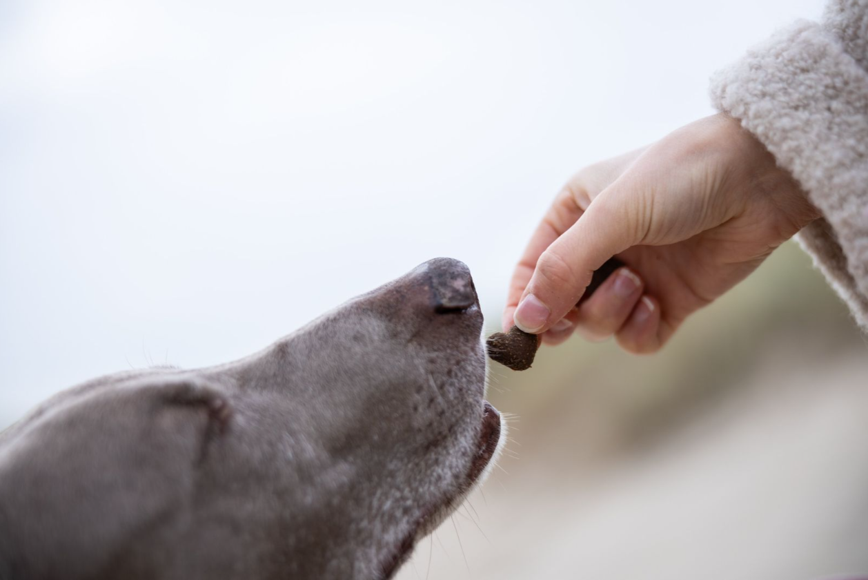Hund frisst Leckerli aus der Hand