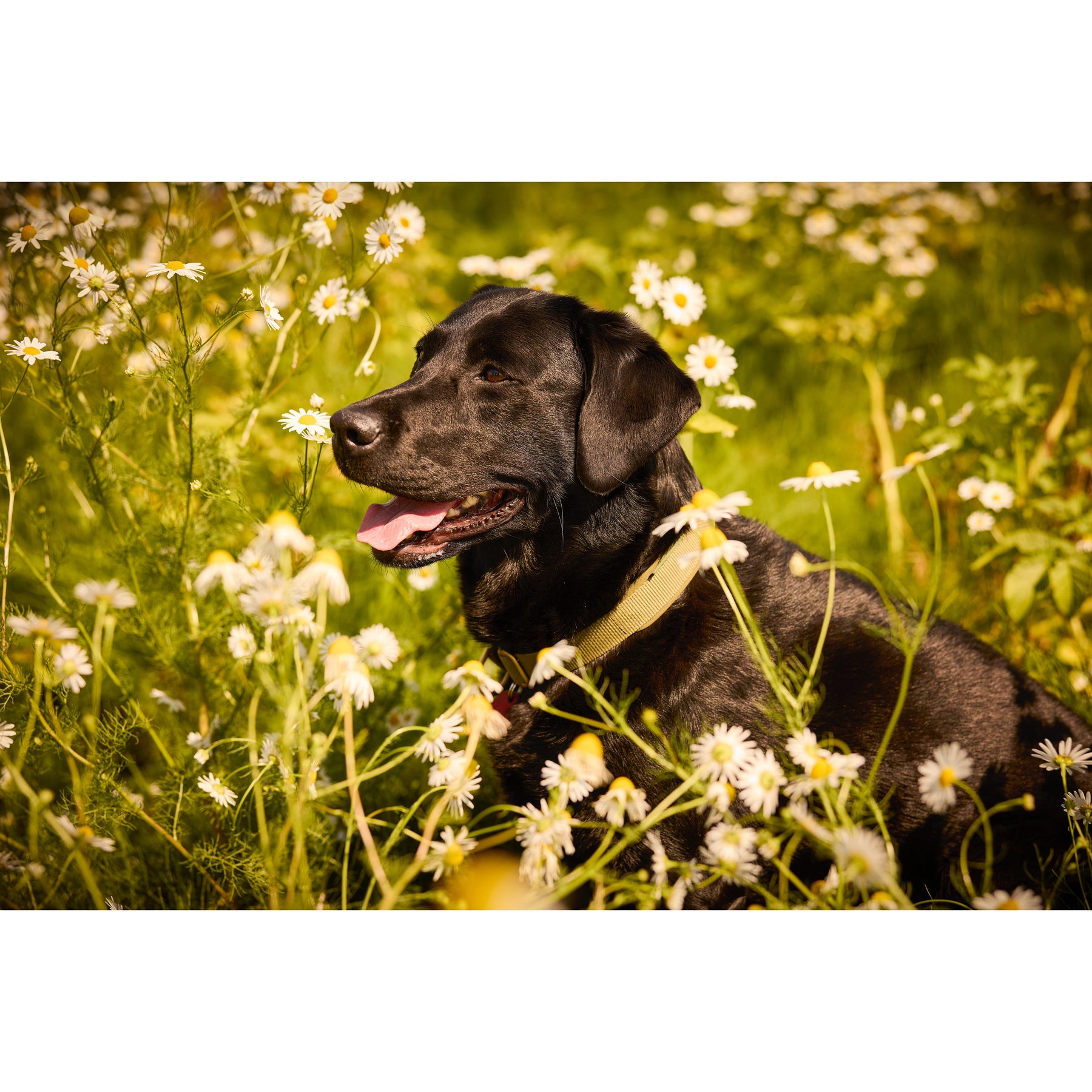 Kleiner Hund streckt Pfote nach vorne