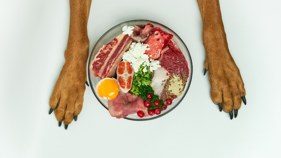 Haut & Fell beim Hund – was die Ernährung damit zu tun hat