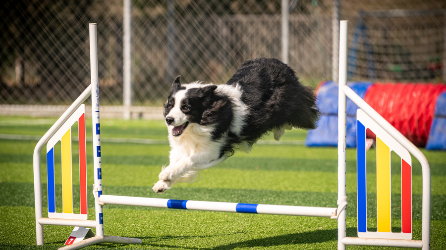 Hundesport – welcher Sport passt zu meinem Hund?