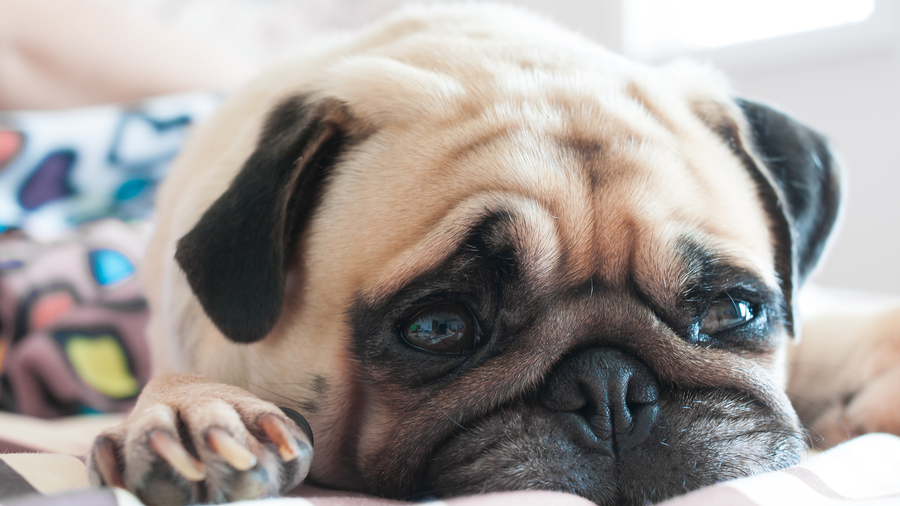 Herzgesundheit beim Hund – was wirklich wichtig ist